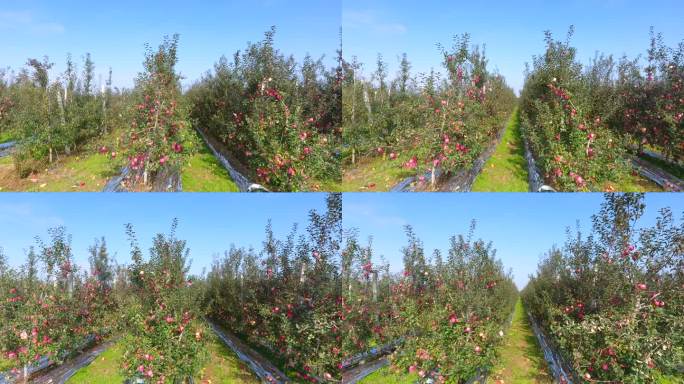 航拍矮化苹果园--苹果熟了3