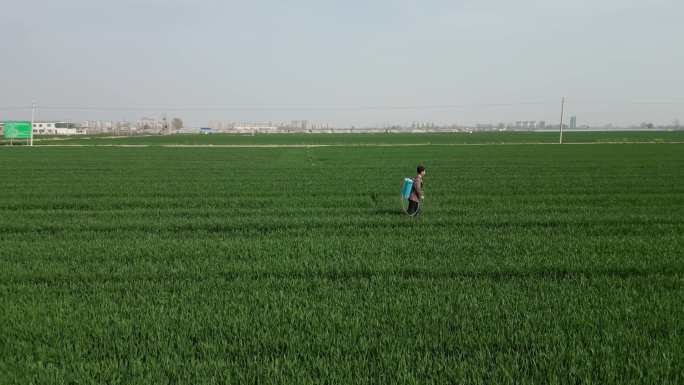 河南农民打药一喷三防小麦地航拍小麦拔节期