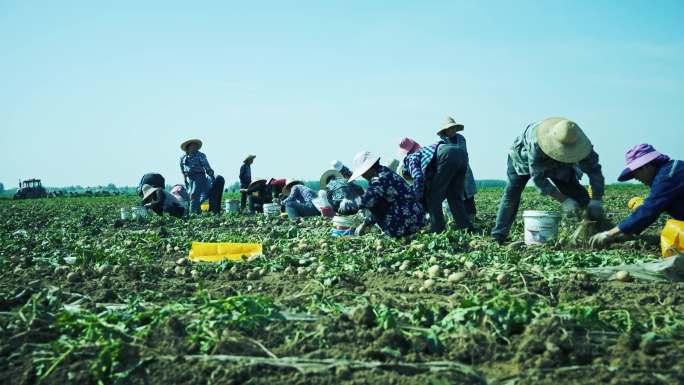 4K农民收获马铃薯 收获季节