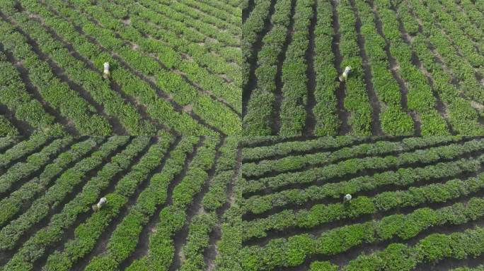 海南白沙县白沙绿茶基地4K航拍