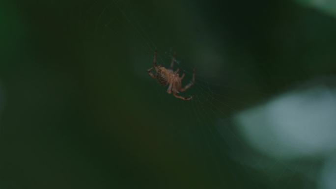 Z 4K 蜘蛛
