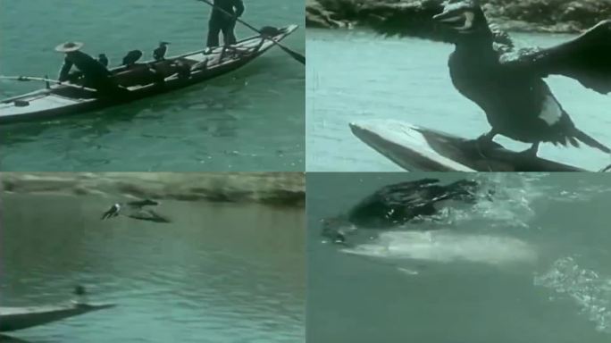 50年代江南渔船鸬鹚捕鱼