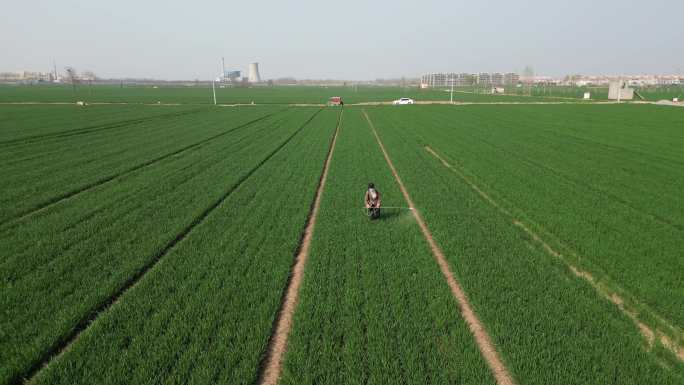 河南农民打药一喷三防小麦地航拍小麦拔节期