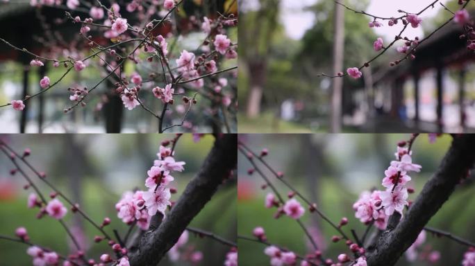 唯美春日的花朵桃花