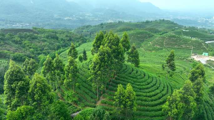 航拍茶山采茶