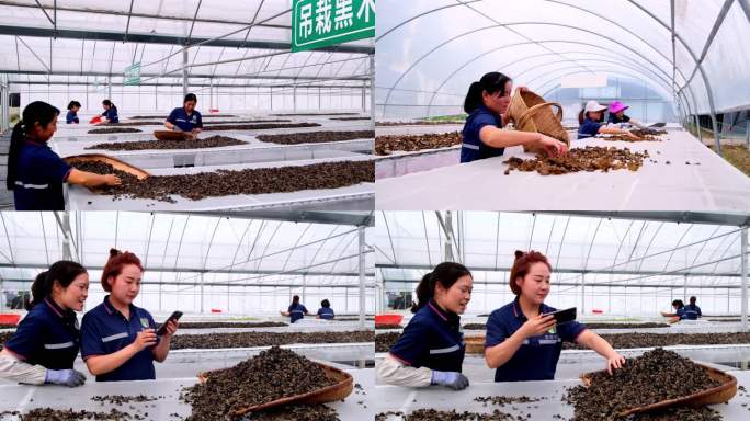 食用菌木耳种植基地晾晒