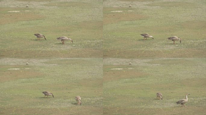 两只野鸭在草地上觅食边走边吃实拍4K