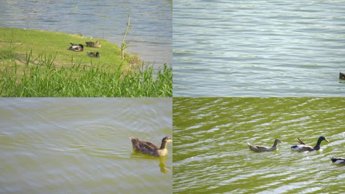 4K公园湖水里的野鸭子视频素材