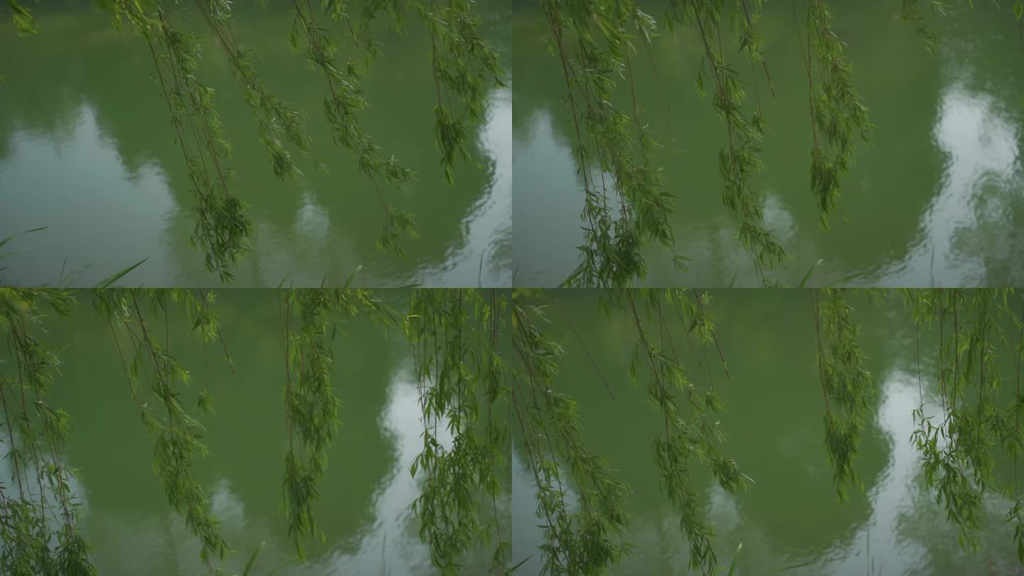 新绿的柳条摆动柳树柳枝河面风吹