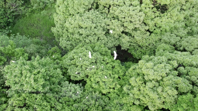 树林白鹭飞翔 自然生态