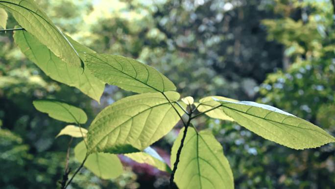 古代植物桫椤特写素材