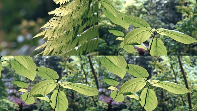 古代植物桫椤特写素材