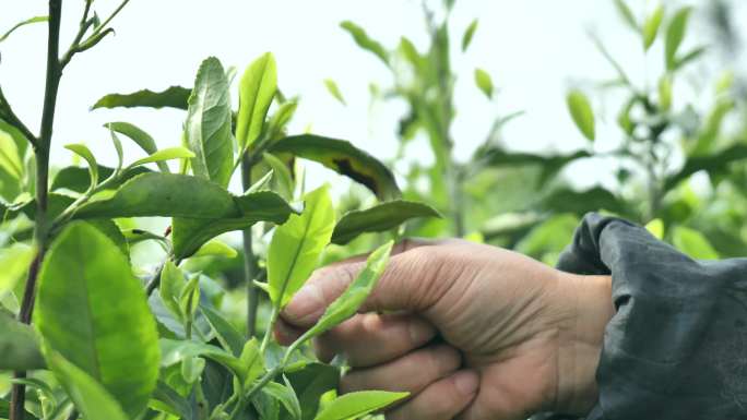 茶山采茶