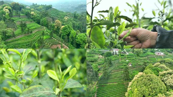 茶山采茶