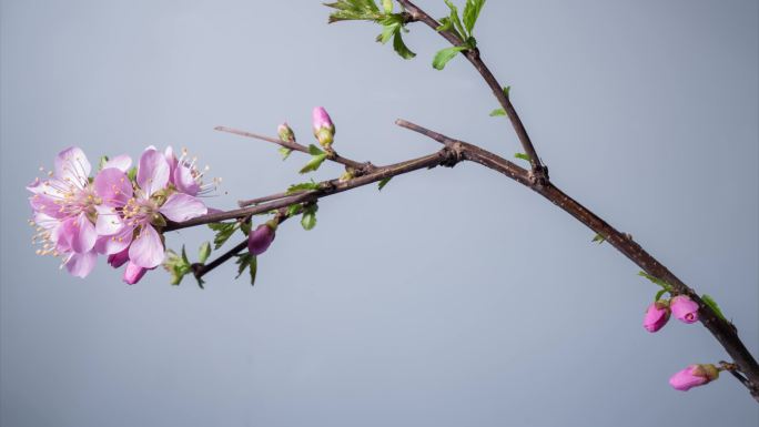 榆叶梅花开延时