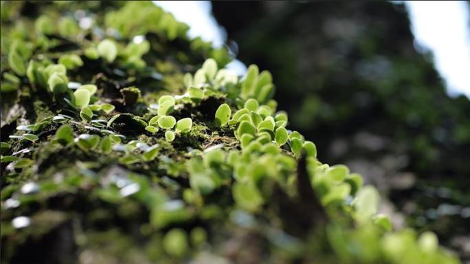 青苔苔藓