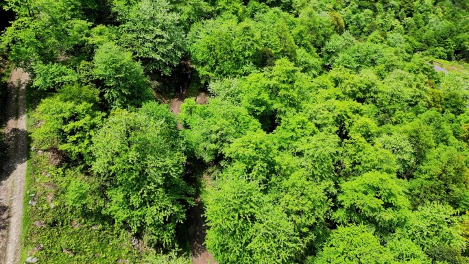 漫山遍野的鸽子花原始森林