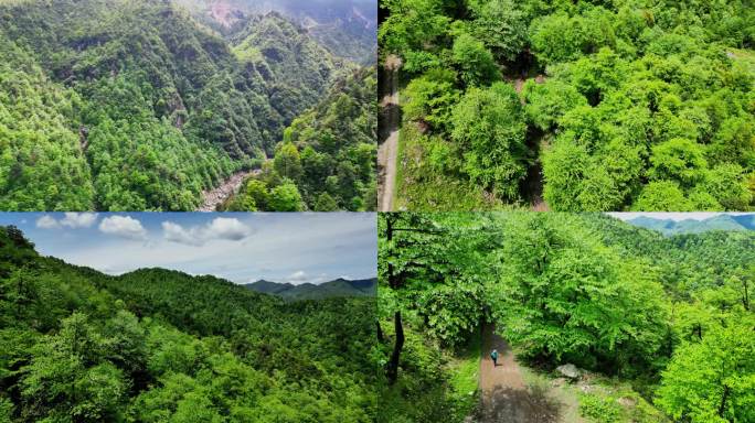 漫山遍野的鸽子花原始森林