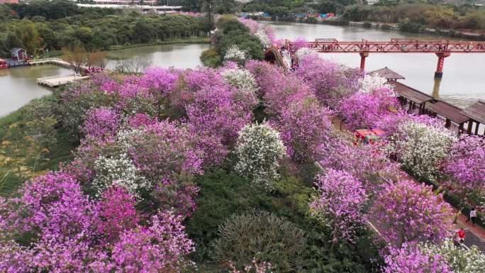 广州海珠湿地公园紫荆花4K航拍