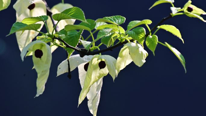 国家保护植物珙桐树生长开花唯美鸽子花飞舞