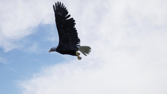 鹰击长空