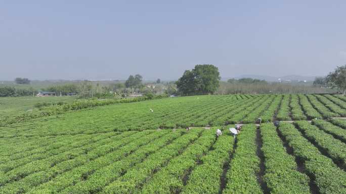 海南白沙县白沙绿茶基地4K航拍