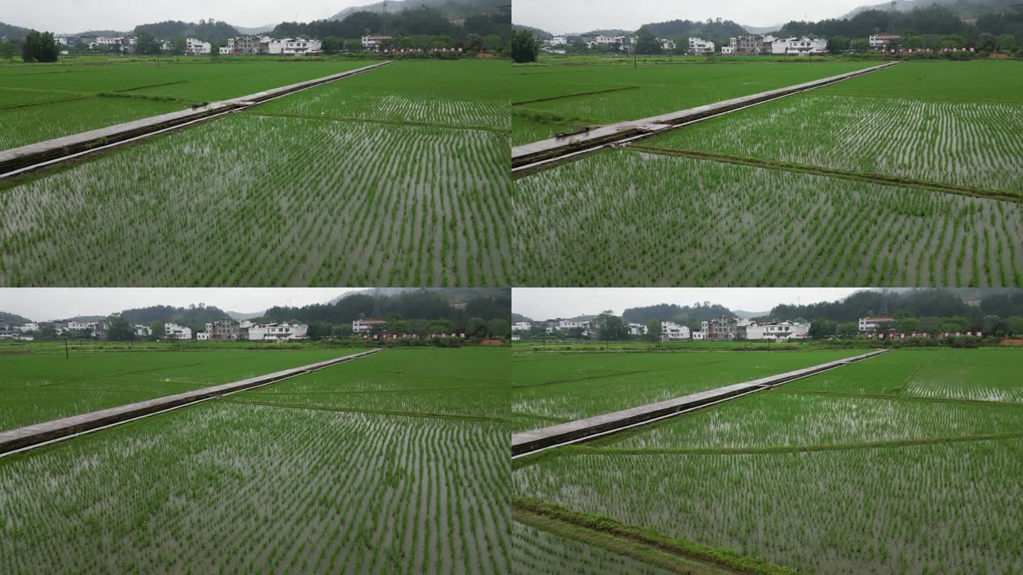 谷雨  春耕  禾苗  稻田  春雨生机