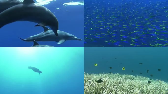 海洋生物海豚鱼群海龟海底世界