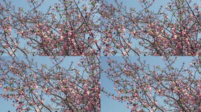 【原创实拍】春日樱花16