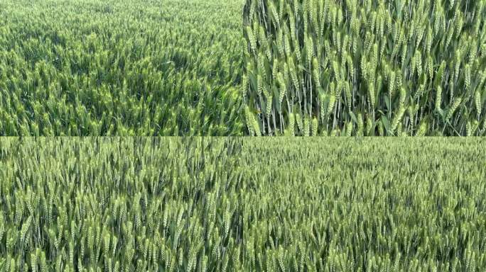小麦青苗 麦田 青苗 小麦 庄稼