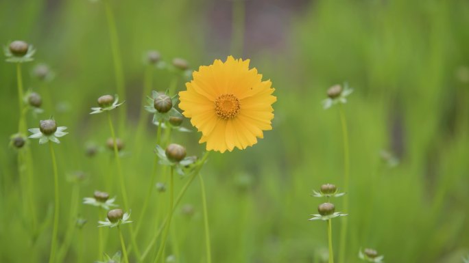 金鸡菊_春风_风中摇曳_蜜蜂采蜜