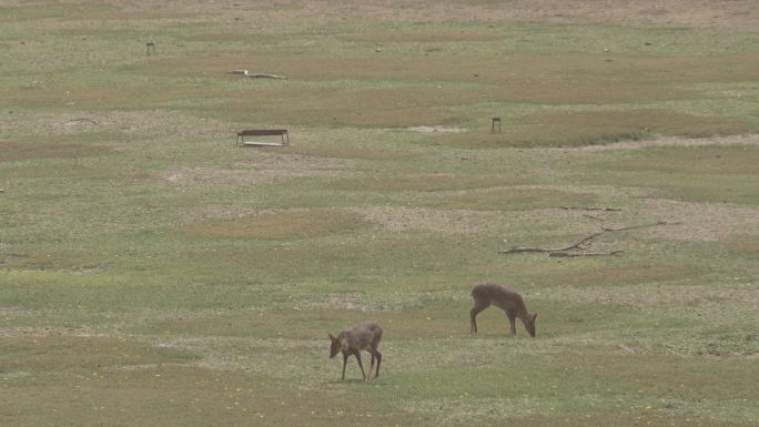 两只鹿在荒野草地上边走边吃草野生动物