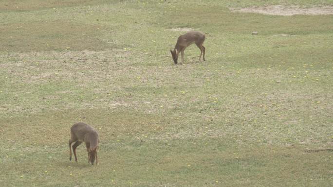 两只鹿在草地上边走边吃觅食走出画面4K
