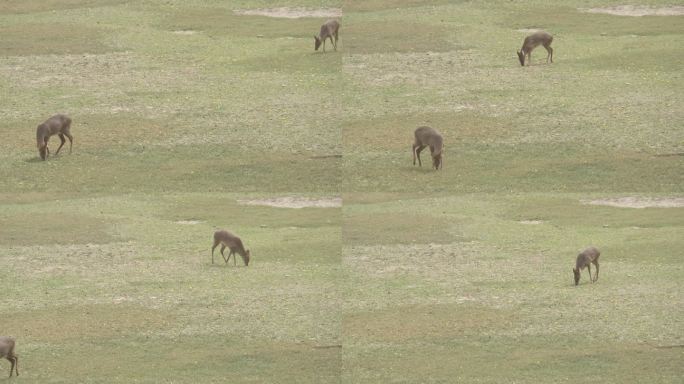 两只鹿在草地上边走边吃觅食走出画面4K