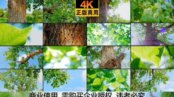 5.7K广告级画质 杨树  逆光大树