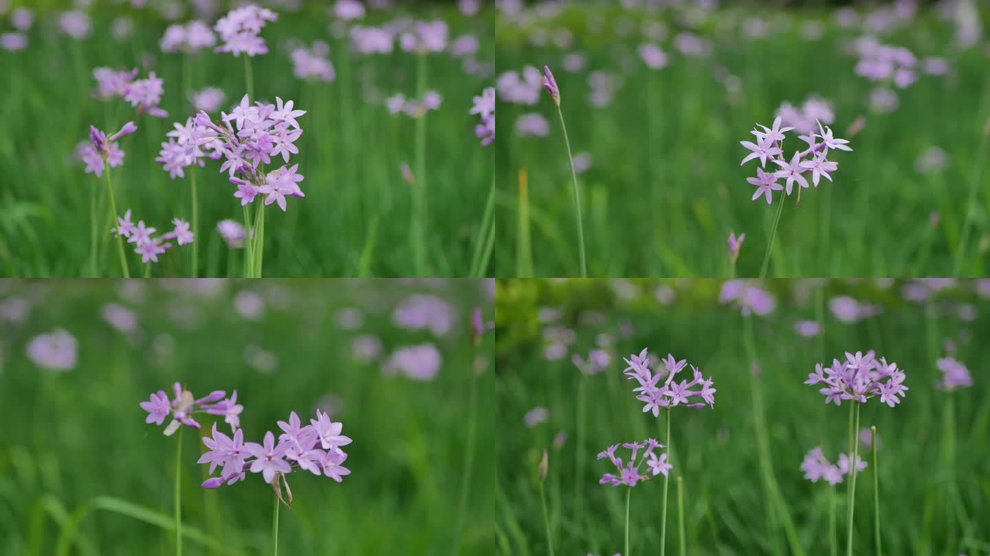 紫娇花蒜花