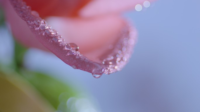 粉红 花瓣 水滴