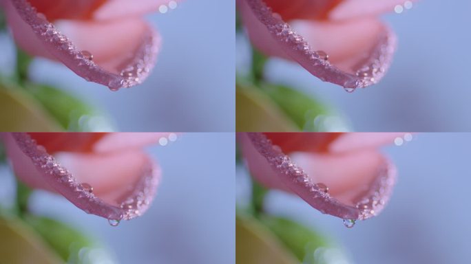 粉红 花瓣 水滴