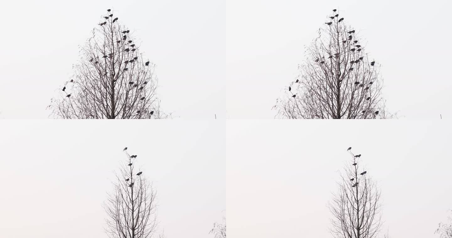 春天一群鸟在树枝上空镜合集