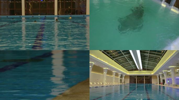 海洋馆 海豹在水里游 游泳馆游泳