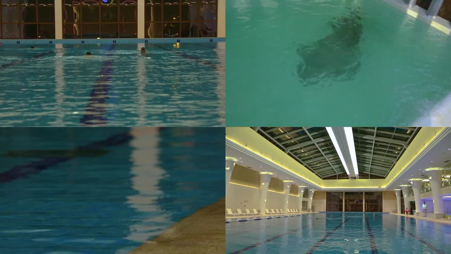 海洋馆 海豹在水里游 游泳馆游泳