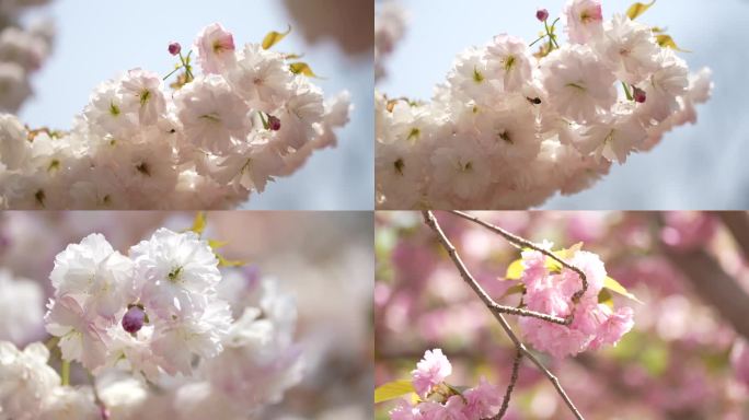 春天公园里盛开的樱花和采蜜的蜜蜂