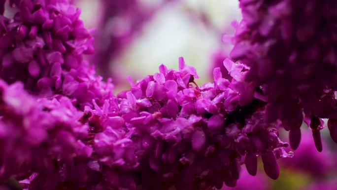 下雨紫色紫荆花雨珠植物实拍