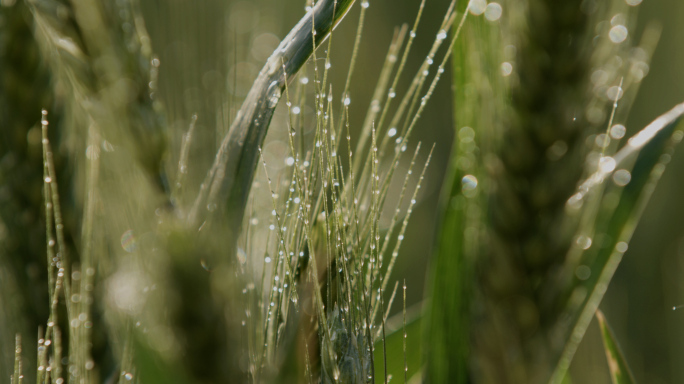 小麦露水，清晨阳光雨露田地，唯美运镜4k