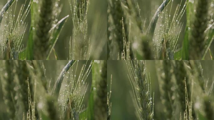 小麦露水，清晨阳光雨露田地，唯美运镜4k