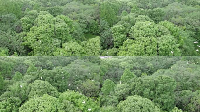 树林白鹭飞翔 自然生态