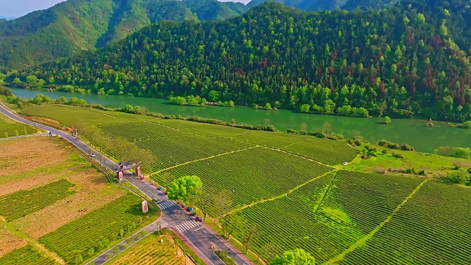 修水宁红茶园10