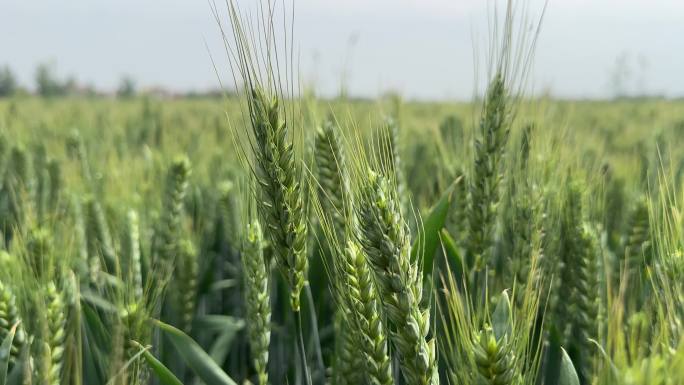小麦青苗 生长的小麦 小麦 麦穗 粮食