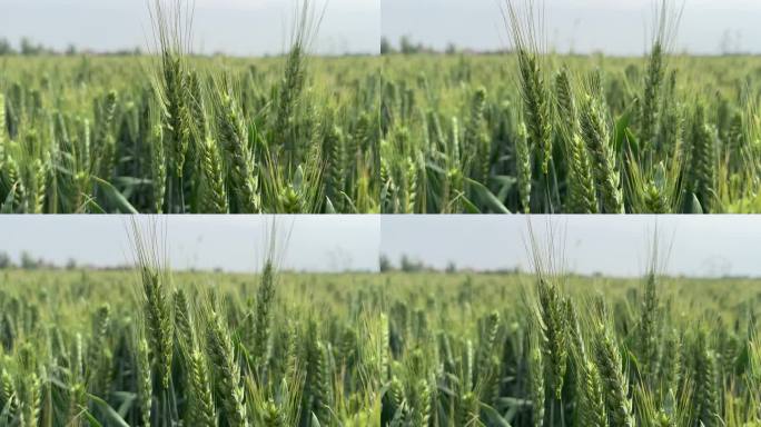 小麦青苗 生长的小麦 小麦 麦穗 粮食