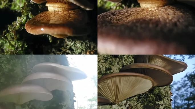 蘑菇生长延时拍摄